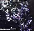 Brownswood Electric