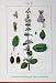 Flowers Sturms 1903 Nepeta Macrantha Nackte Nuda Plant