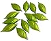Club Pack of 12 Green Kiwi Shatterproof Finial Christmas Ornaments 4.75"