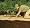 image Easy Gardener 701 WeedBlock Biodegradable Paper Mulch - 3-Foot x 25-Foot
