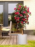 IMAGE OF Bougainvillea Tree 5ft