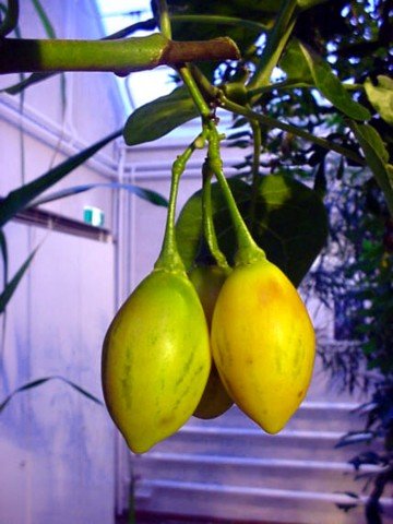 Yellow Tree Tomato Cyphomandra 5 Seeds Yellow Tree Tomato Cyphomandra 5 Seeds
