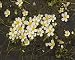 Photographic Prints of Rog-11445 Pond Water Crowfoot from Ardea Wildlife Pets