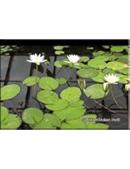 Lawn & Patio: Ted Uber Tropical Water Lily (Annual) - William Tricker Inc.