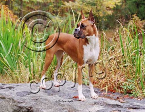 image link -  - B000ZK4OCK