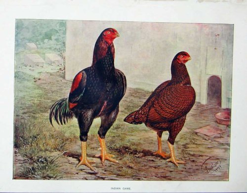 Cover image : 1902 POULTRY INDIAN GAME BIRDS LEWIS WRIGHT COLOUR