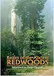 Realm of the Ancient Redwoods