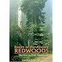 Realm of the Ancient Redwoods