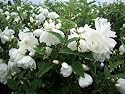 Dwarf Snow White Mockorange - Philadelphus - Potted - Compact