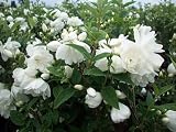 Dwarf Snow White Mockorange - Philadelphus - Potted - Compact - 4" Pot
