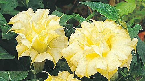 Exotic Plants Datura golden queen frilled double - angels trumpet - 10 seeds Exotic Plants Datura golden queen frilled double - angels trumpet - 10 seeds