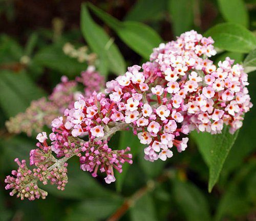 InSpired TM Pink Butterfly Bush - Buddleia - Proven Winners - 4 InSpired TM Pink Butterfly Bush - Buddleia - Proven Winners - 4
