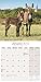 Donkeys Calendar - 2016 Wall calendars - Animal Calendar - Monthly Wall Calendar by Avonside