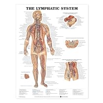 The Lymphatic System