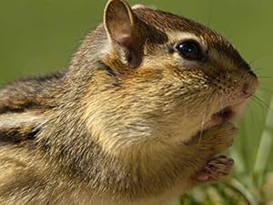 Amazon.com: Chipmunk, paw, surprise, green - Art Print on Canvas (28x20