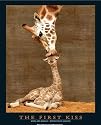 First Kiss (Giraffe with Baby) Art Poster Print - 24" X 36"