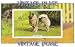 2.75 inch x 2 inch (7.5 x 5cm) Acrylic Fridge Magnet Dogs Keeshond Vintage Image
