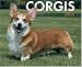 Book Just Corgies 2006 16-Month Wall Calendar