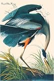 Great Blue Heron, Art Poster by John James Audubon