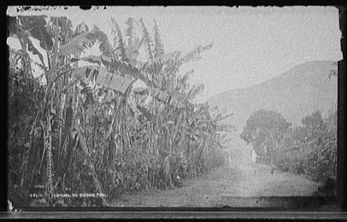 Orizaba,the banana palm