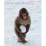 Snow Monkeys