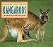 Outside and Inside Kangaroos