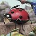 Outdoor Living : Watering Can - Lady Bug