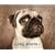 Deluxe Notecards - Pug Shots (Delux Notecards)