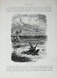 Cassell'S Birds C1870 Bird Prey Oriental Falconry