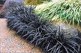 Black Dragon Mondo Grass Plants - Ophiopogon - 4 pot