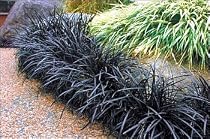 Black Dragon Mondo Grass Plants - Ophiopogon - 4" pot
