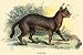 Art Poster, Caracal - 27.5 x 18.75