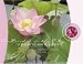 Books : A Paradise in the City: Cleveland Botanical Garden
