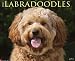 Labradoodles 2013 Wall Calendar