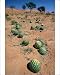 Photographic Prints of ASW-4390 Tsamma melons littering the dune surface after successful fruiting from Ardea Wildlife Pets