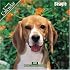 Beagle 2007 Wall Calendar