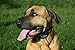 Bark Control Pro - Dog Bark Collar - The Quick and Effective Small and Large Breed Shock Collar - Adjustable Sensitivity - Seven Levels of Feedback - Guaranteed