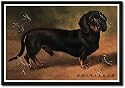 Framed Art Poster 20x30, Dachshund Earl Satin