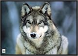 Scary Grey Wolf In Wild Wwf Art Black Wood-Mounted Poster Print - 16