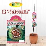 (観葉)果樹苗 クリ YD早生大丹波 一年生苗木 4.5号(1ポット) 家庭菜園 本州・四国限定[生体]