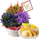 秋の3種寄せカゴ みかもの月 花とスイーツ フラワーギフト 鉢花 敬老の日 ギフト