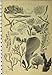 c1890 ALGAE CONFERVA FUNGUS ORGANISMS ANTIQUE PRINT