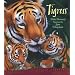 Tigress