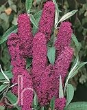 Amazon / Hirts: Butterfly Bush: Royal Red Butterfly Bush Perennial - Buddleia
