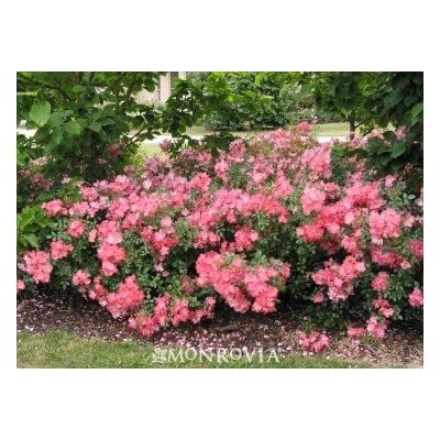Floral Carpet Coral Pink Rose Bush coral pink rose bush Floral Carpet