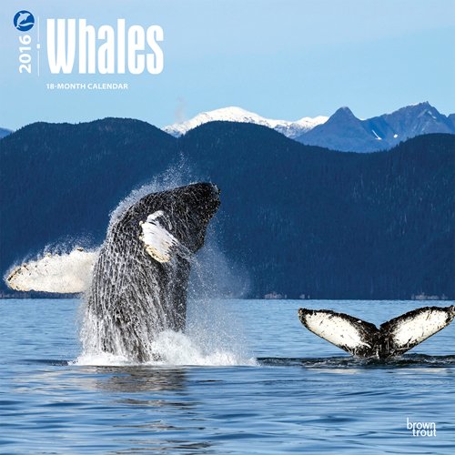 Whales 2016 Square 12x12 (Multilingual Edition)