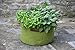 Tierra Garden 50-VIG14 Haxnicks Vigoroot Herb Planter