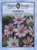 Cosmos, Picotee