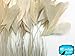 Moonlight Feather | 1 Dozen - Ivory Stripped Rooster Coque Tail Feathers Craft Costume Supply