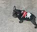 Handmade Wool Argyle Dog Puppy Sweater Black All Sizes